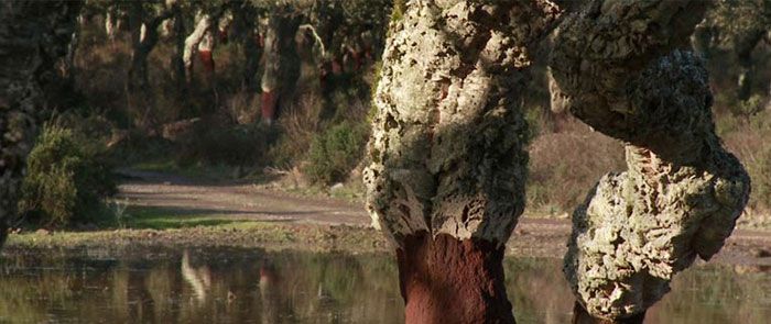 Cork Tree formations by Subermex