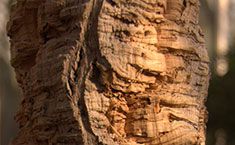 Surface of the Cork Tree by Subermex