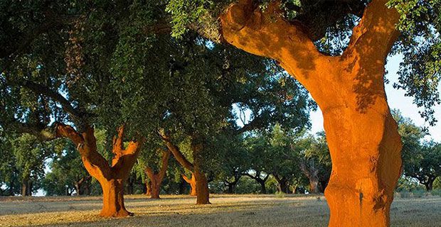 The cork by Subermex